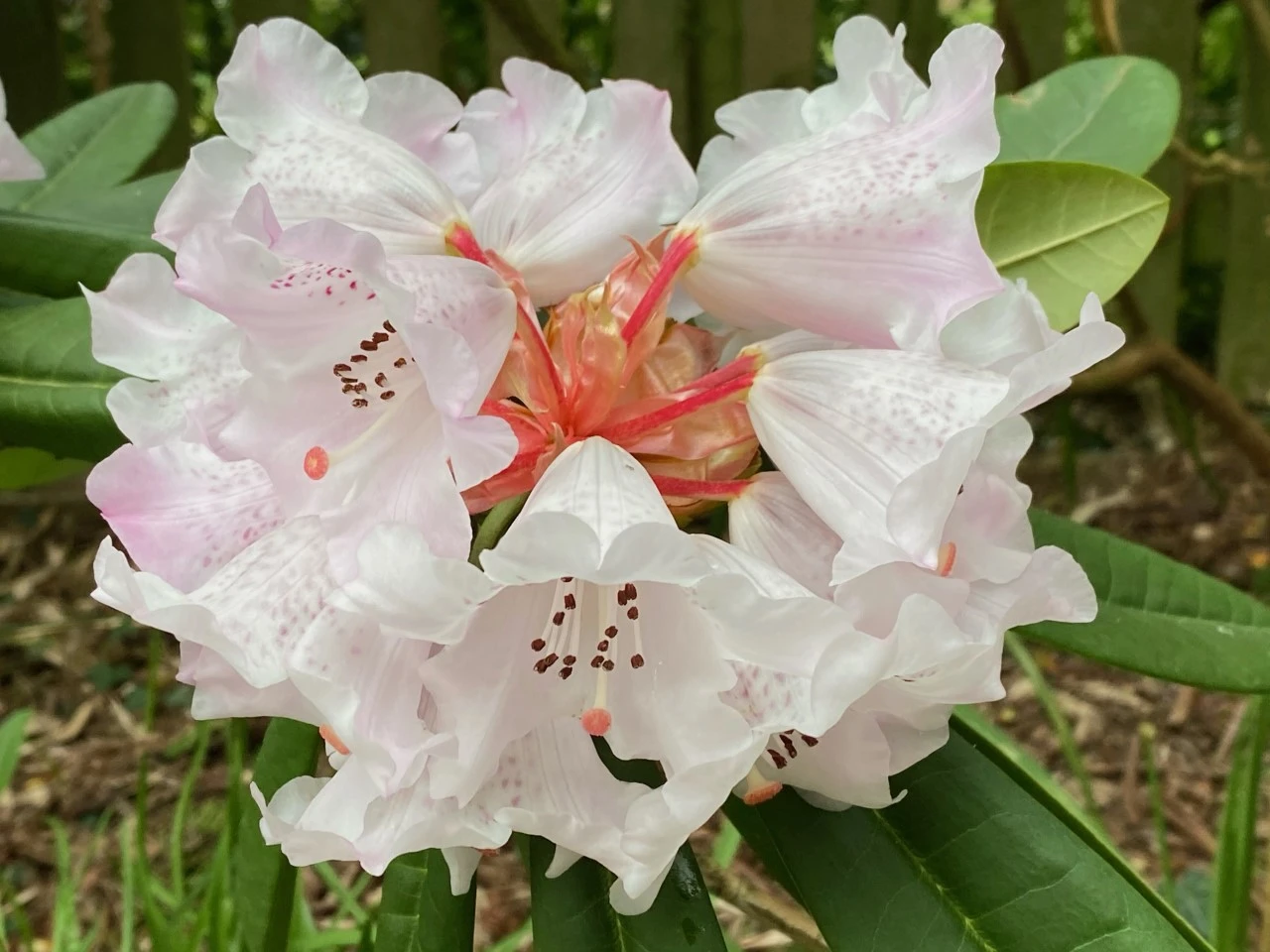 R. sutchuenense